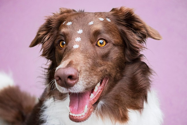 diverse Canadian family with children and a border collie dog enjoying time together at a park