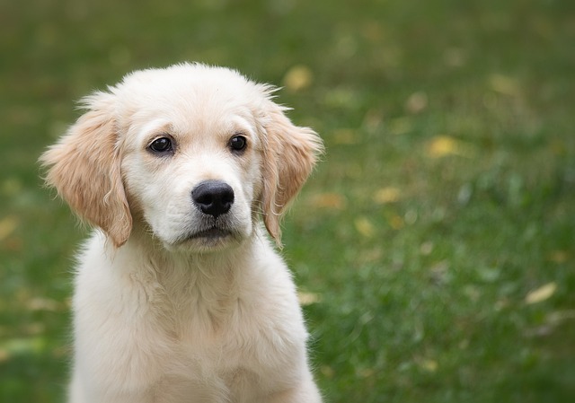 child playing with golden retriever puppy in a sunny Canadian backyard